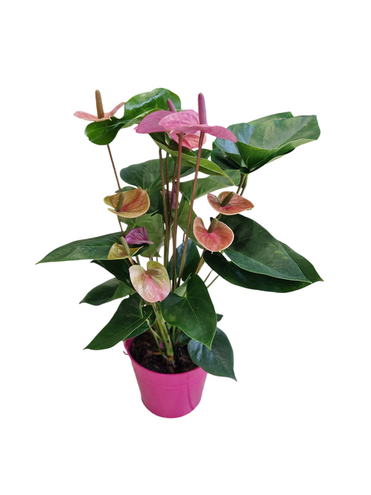 ANTHURIUM - "ROSE"