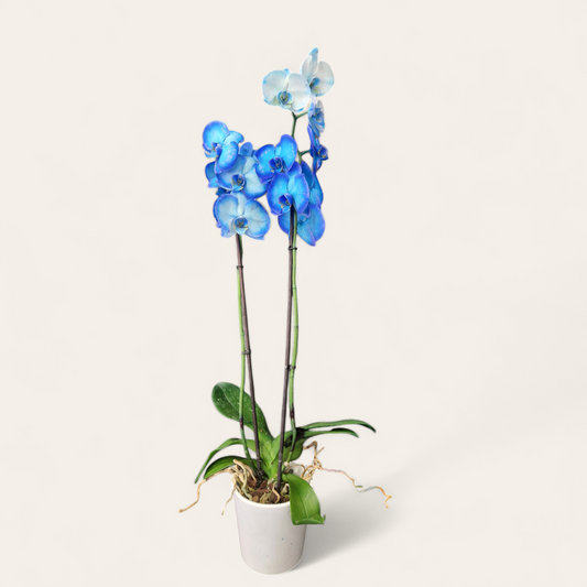 ORCHIDÉE - "BLEUE"